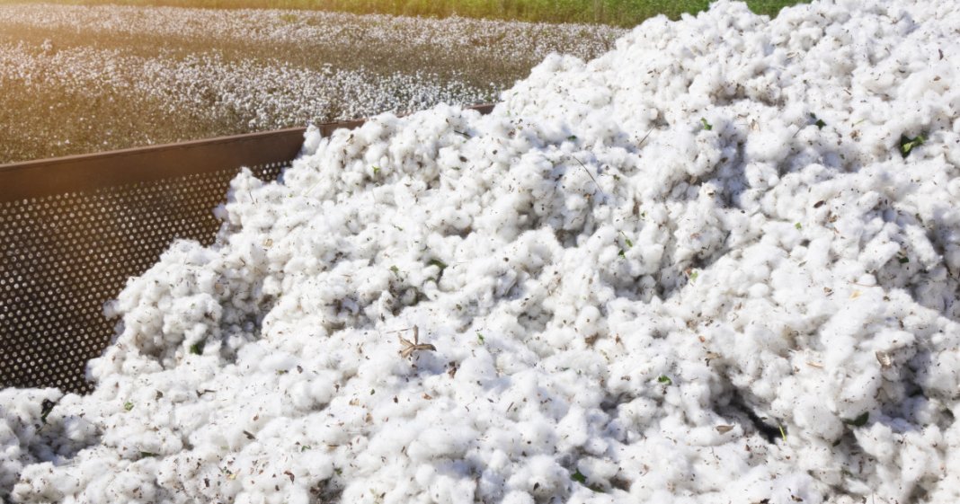 Guvernul va achita o obligație istorică de mai bine de 30 de ani către SUA pentru un credit oferit în scopul importului de bumbac.